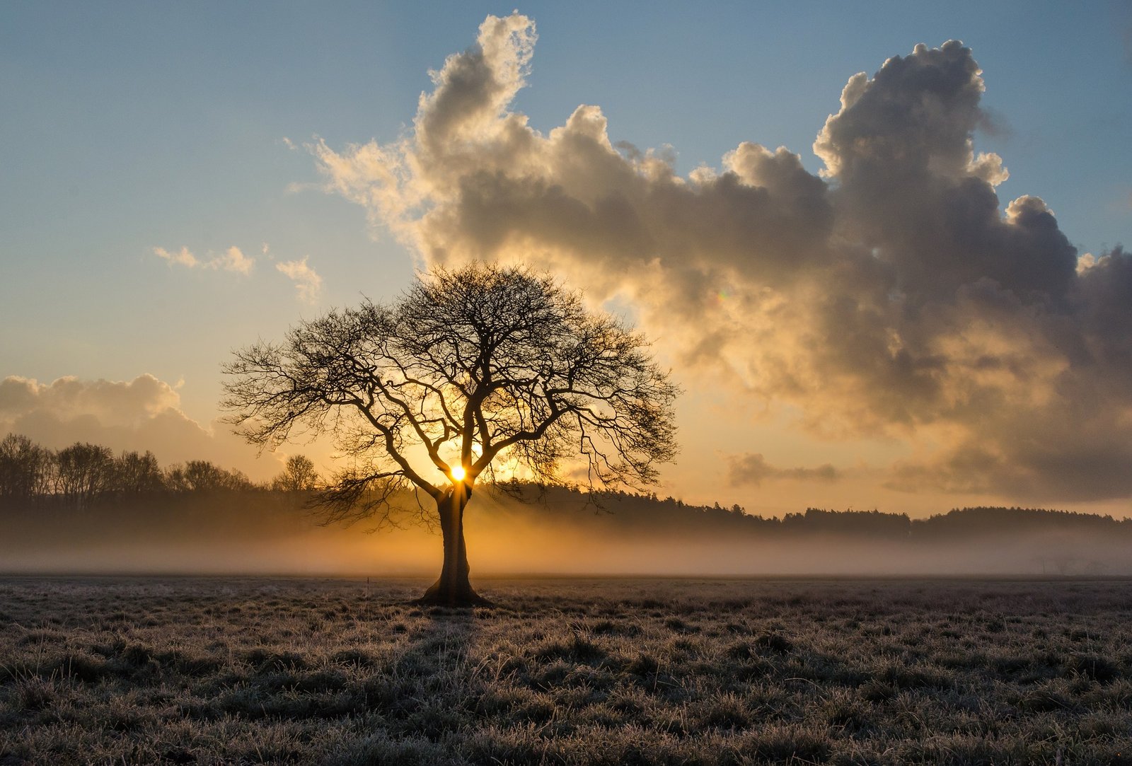 lone-tree-Landscape- photo - tip